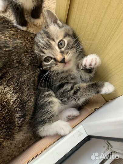 Котенок девочка