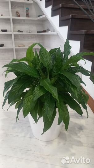 Спатифиллум