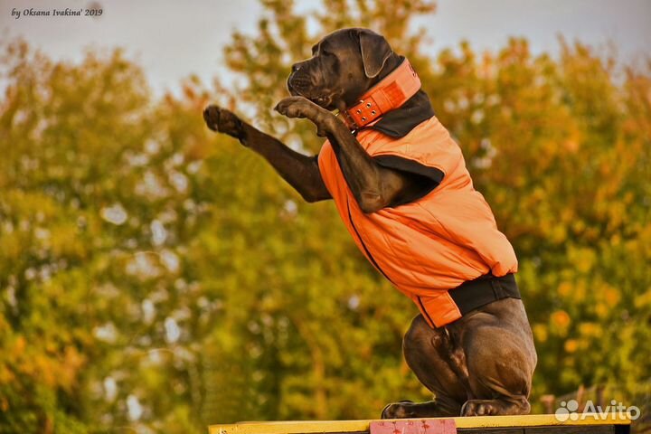 Дрессировочная площадка. Дрессировка собак. Спорт