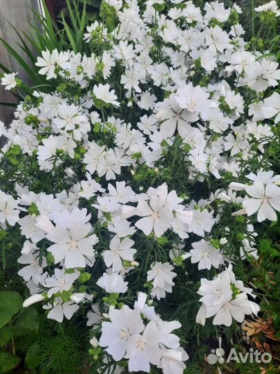 Белые красавицы сада