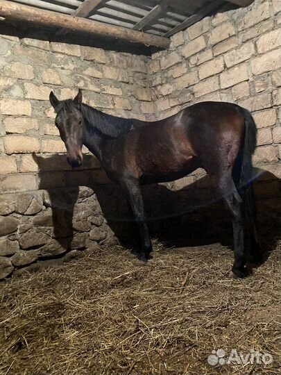 Лошади жеребец мансур