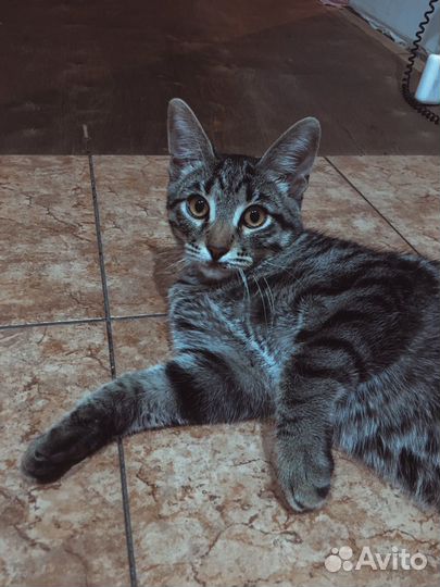 Кот
