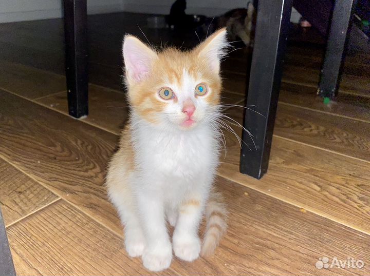 Котята в добрые руки даром