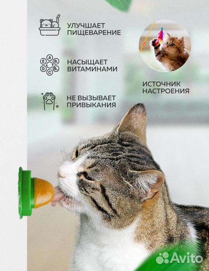 Кошачья мята