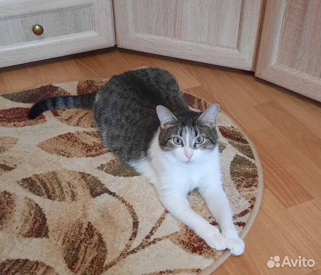 Кошки в добрые руки