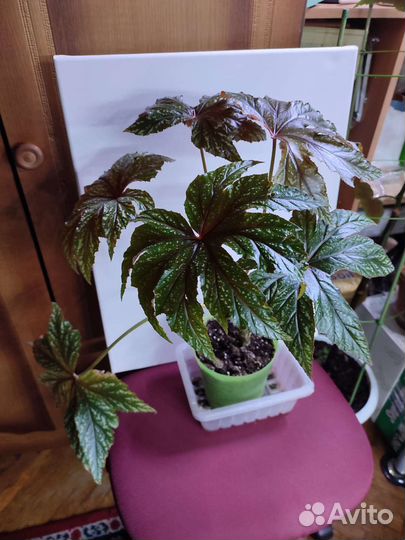 Бегония декоративно лиственная Грифон