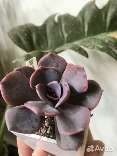 Суккуленты 1. Пересылка почтой