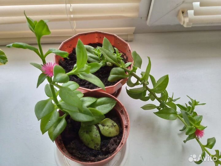 Аптения сердцелистная