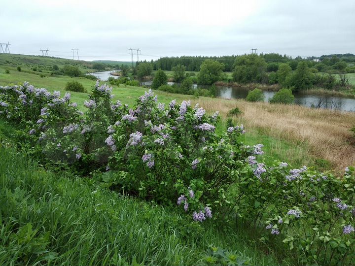 Участок 15 сот. (ИЖС)