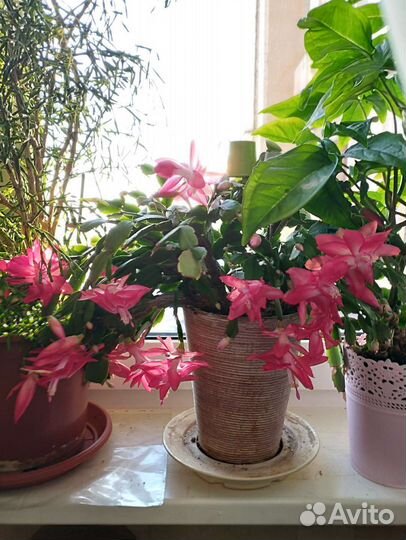 Декабрист цвет фуксия, Хатиора