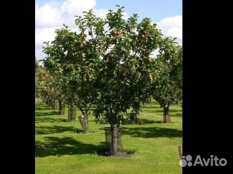 Саженцы, плодовые деревья и кустарники