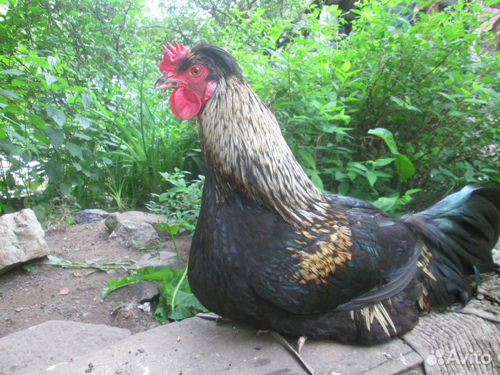 Петух хохлатый 8 мес