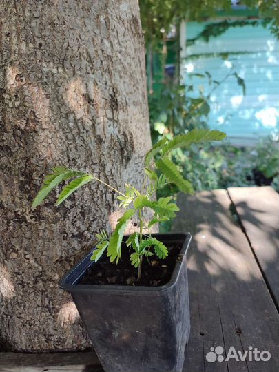 Альбиция Ленкоранская акация саженцы семена