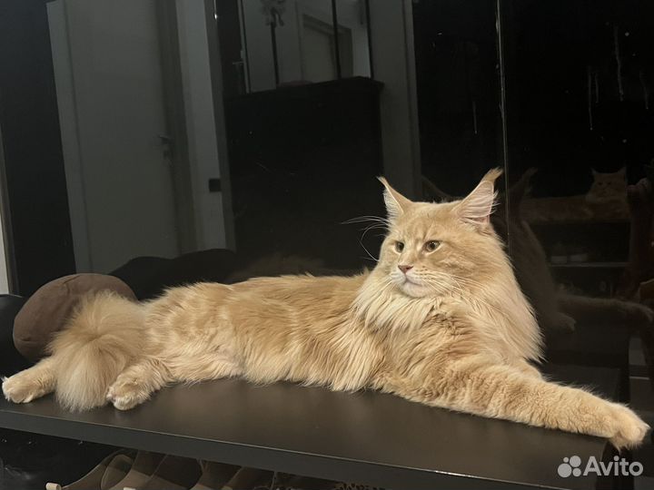 Кот мейкун вязка