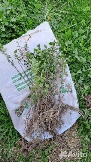 Кизильник блестящий окс