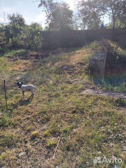 Отдам щенка в добрые руки