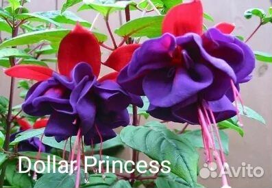 Фуксия ампельная черенки