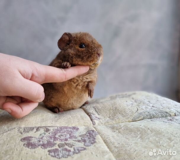 Морские свинки американский тедди девочки