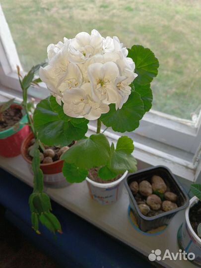 Герань пеларгония