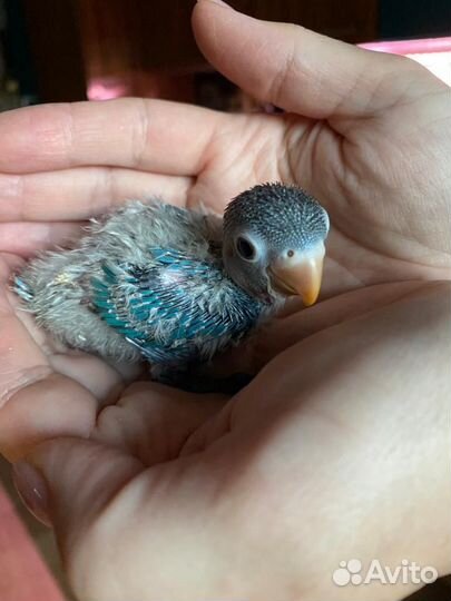 Попугай неразлучники