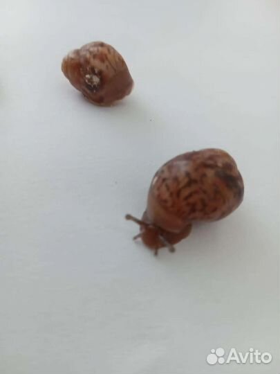 Улитки ахатины имакуляты