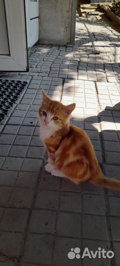 Котик в добрые руки