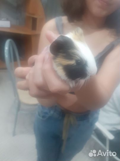 Морская свинка