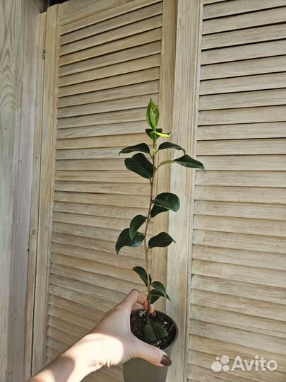 Камелия японская Крамерс Суприм