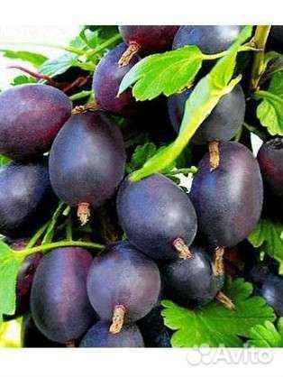 Крыжовник безшипый (малошипый ) Грушенька