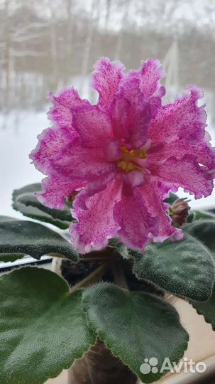 Сортовые фиалки