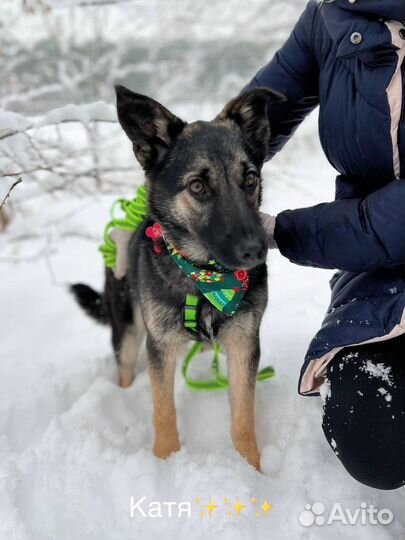 Восточноевропейская овчарка щенок в добрые руки