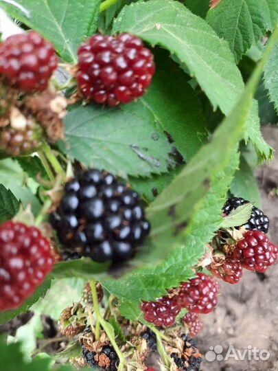 Саженцы ежевики