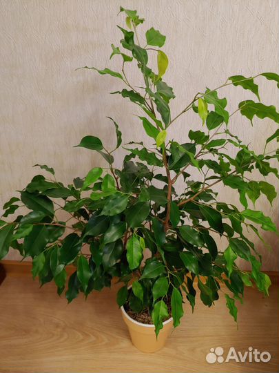 Фикус Голден Моник (взрослое растение)