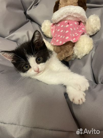 Котенок девочка бесплатно