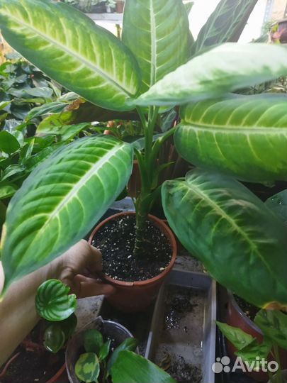 Диффенбахия камилла