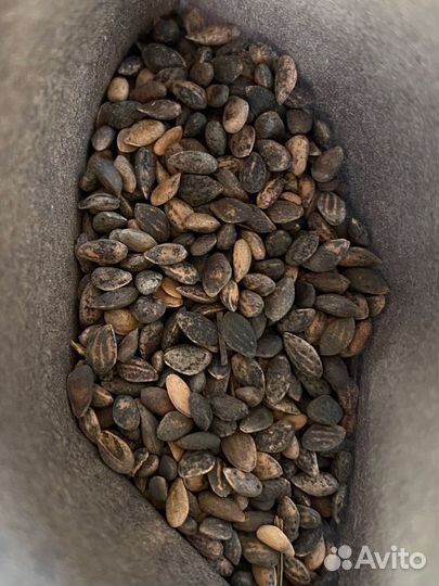 Семена сосна густая денсата