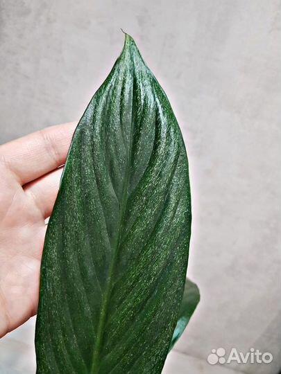 Спатифиллум Сильвер Купидо