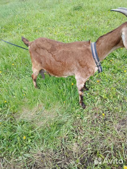 Дойная. нубийская коза