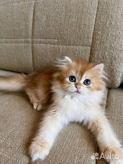 Британская золотая шиншилла котята