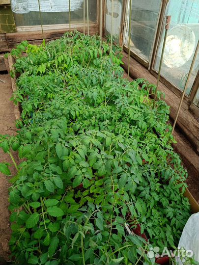 Рассада помидоры, огурцы, перцы