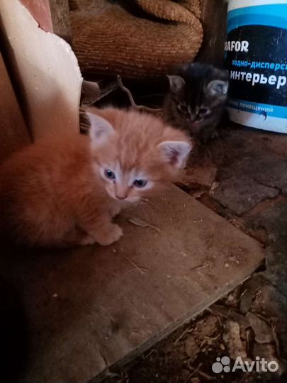 Кошка в дар