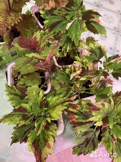 Колеусы вегетативные