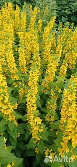 Вербейник точечный