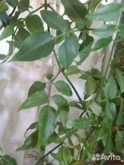 Комнатные лианы для вертикального озеленения