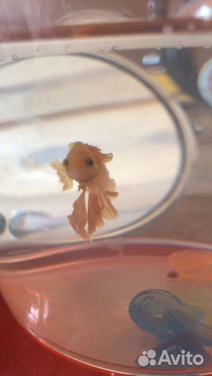 Рыбка Петушок с аквариумом