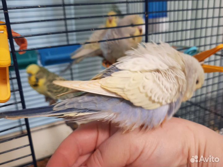 Волнистый попугай, ввп, птенцы