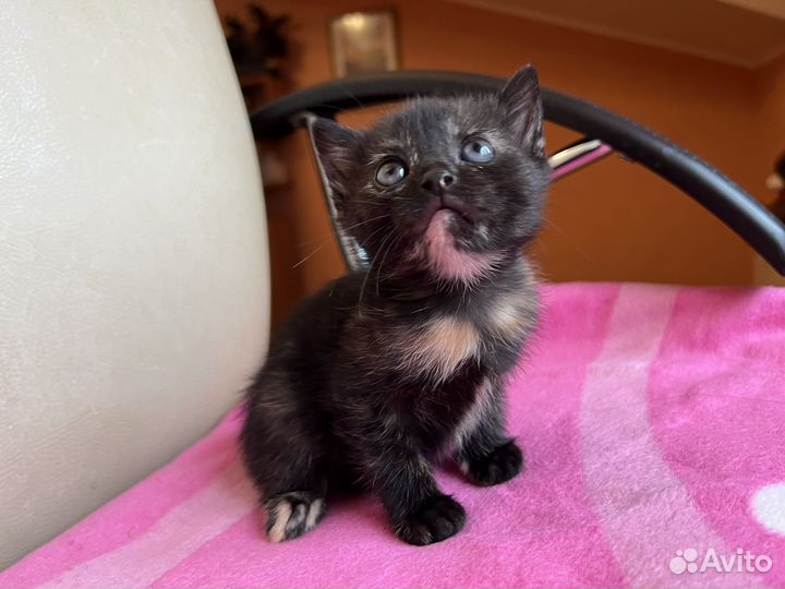 Кошка черепаховая