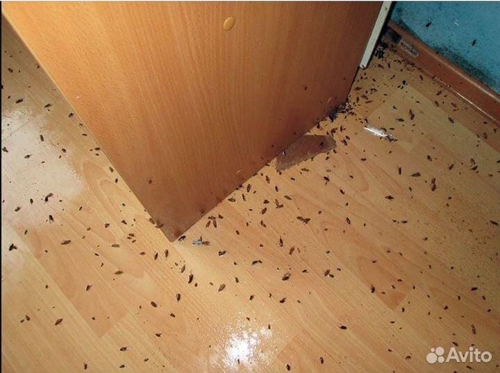 Уничтожение клопов тараканов клещей и комаров