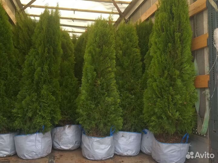 Туя Смарагд