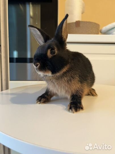 Карликовый кролик